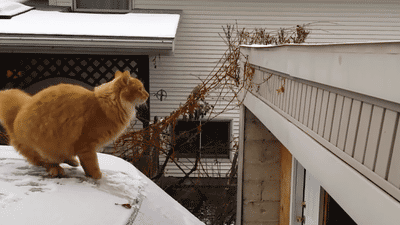 chat-72866.gif null